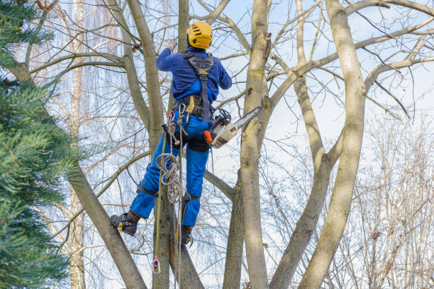  , AK Tree Services Pros